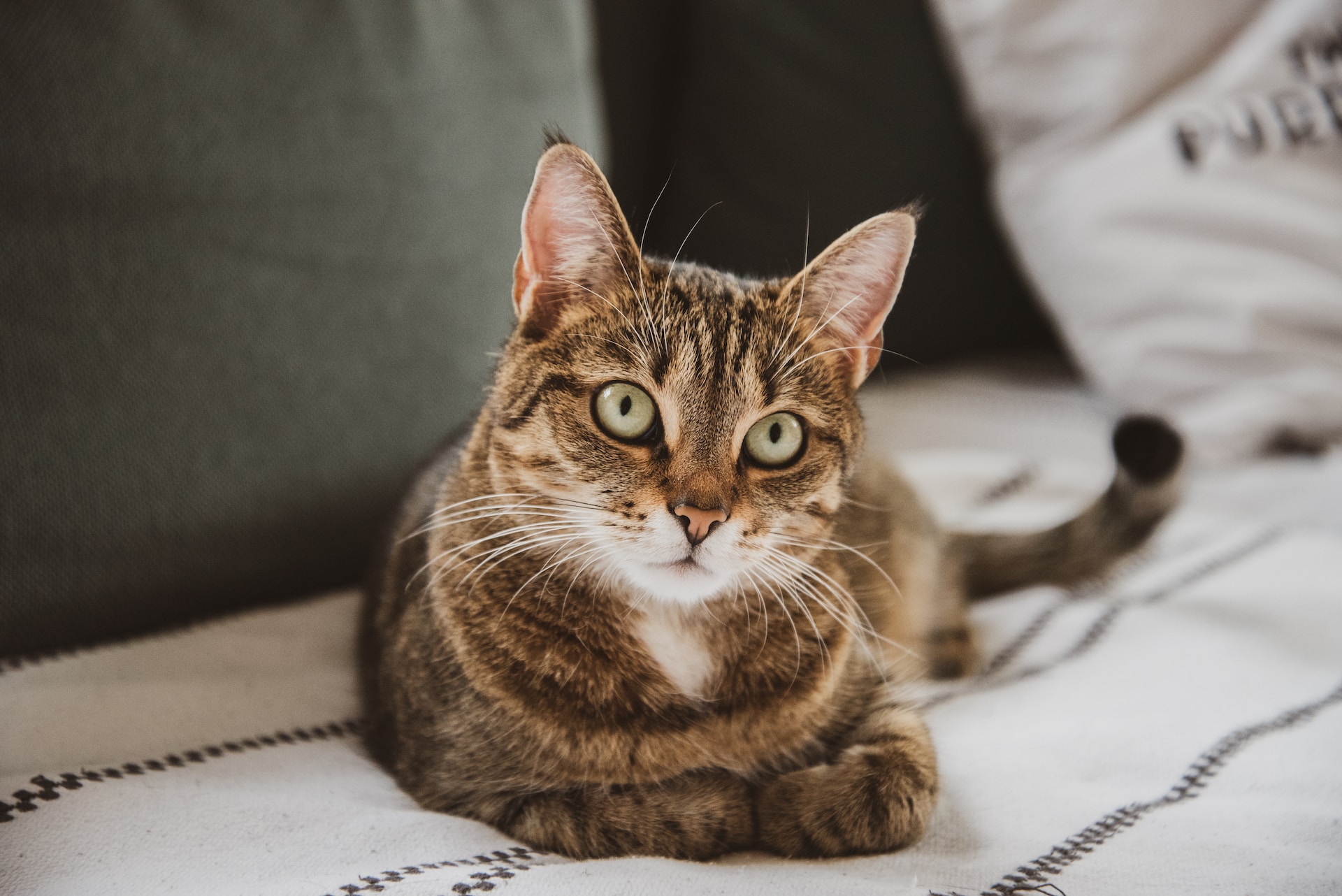 How to change markdown image size the average learner